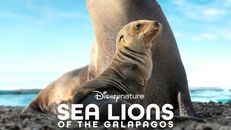 Sea Lions of the Galapagos izle