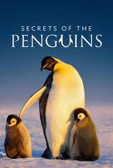 Secrets of the Penguins son bölüm ve eski bölümleri buradan izleyebilirsin!