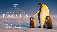 Secrets of the Penguins 1.Sezon 1.Bölüm izle